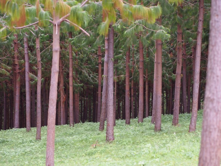 We have planted over 200,000 trees, including this pine reforestation project.